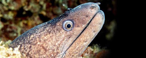 Diving la Torre di Calafuria Diving la Torre di Calafuria