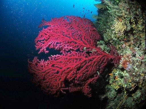Cala de' Medici Diving Center Cala de' Medici Diving Center