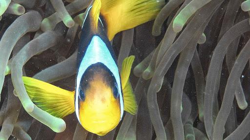 esse&e diving school A.S.D. esse&e diving school A.S.D.