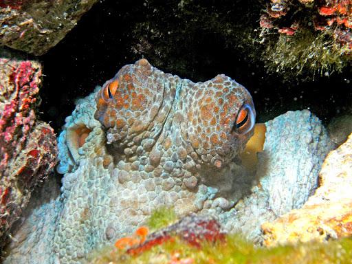 European Diving Center by Scubaser European Diving Center by Scubaser