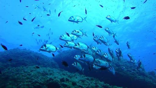 MarAndy Diving Center