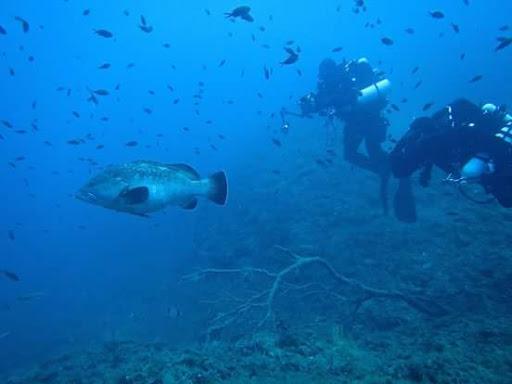 Dive Passion Dive Passion