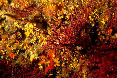 Bubble Lounge Diving Bubble Lounge Diving