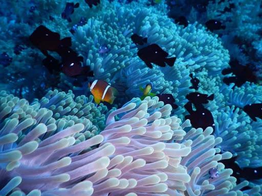 SDS Scientific Diving School SDS Scientific Diving School