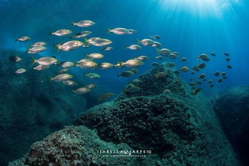 Massub Diving Portofino