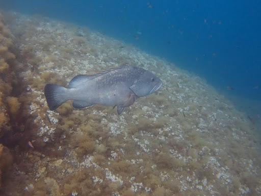 Scuola Sub by Paolo Scuola Sub by Paolo