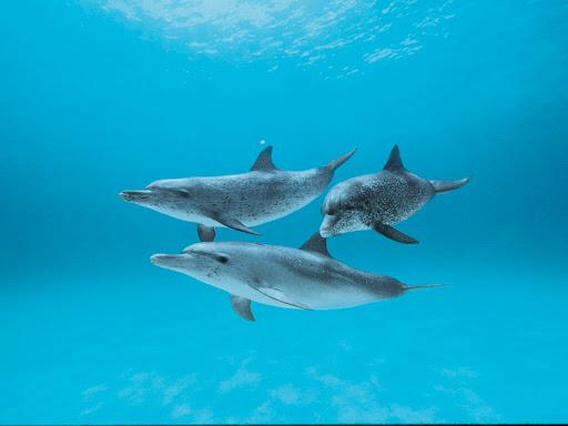 GODiving gruppo subacqueo GODiving gruppo subacqueo