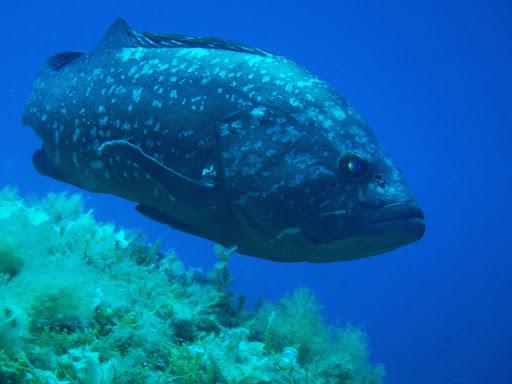 ACCOSUB - Istruttore Sub PADI