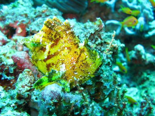 Bergamo Sub - Emilio Montani