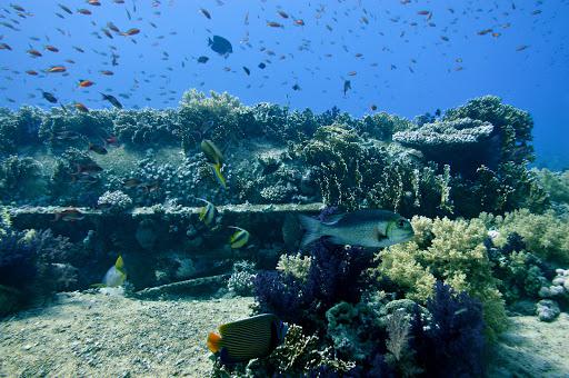 ARGENTIA SUB ARGENTIA SUB