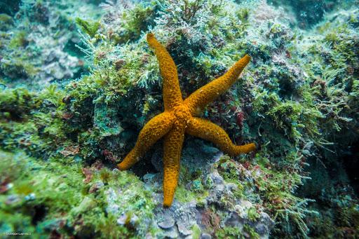 Capo D'Anzio Diving Center ASD