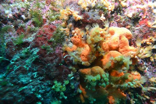 Gruppo Sommozzatori Montebelluna Gruppo Sommozzatori Montebelluna