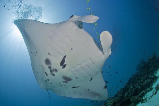 Cormorano Sub Forlì