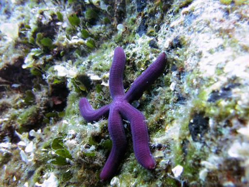 Scuola Sub LOTO Scuola Sub LOTO