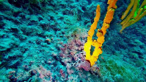 ASD La Scuola del Mare