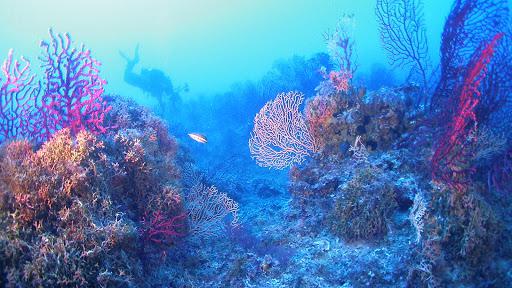 DWD Diving Salento DWD Diving Salento