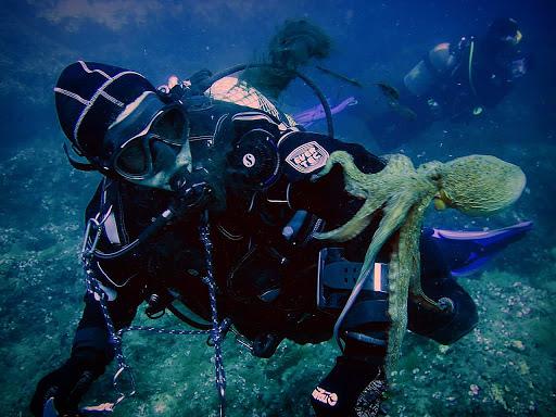 Gallipoli Scuba Diving, corsi Sub, Immersioni nel Salento Gallipoli Scuba Diving, corsi Sub, Immersioni nel Salento