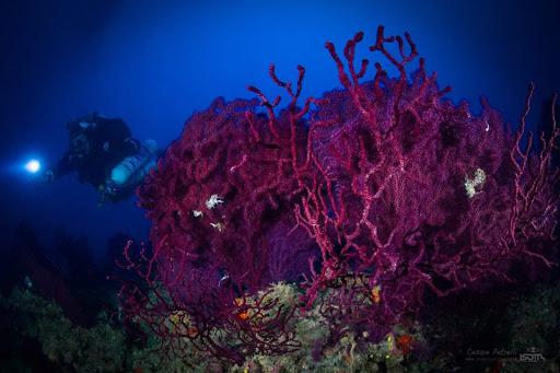 Oltremare Diving Center Oltremare Diving Center