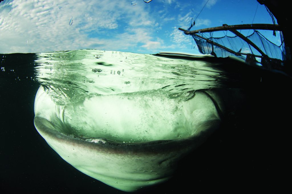 primati nel mondo animale