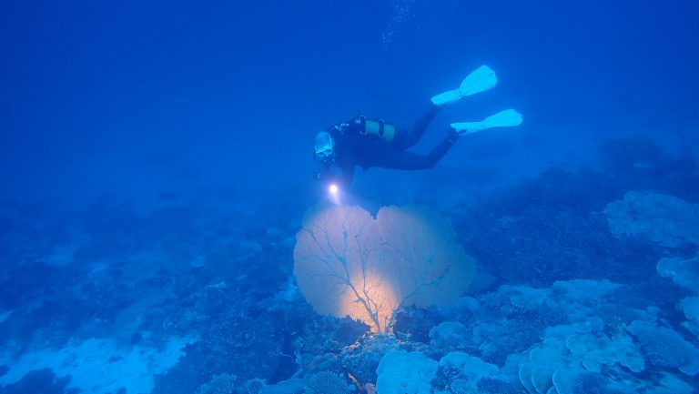 84614236 10221693189497445 2806139783607222272 o 768x433