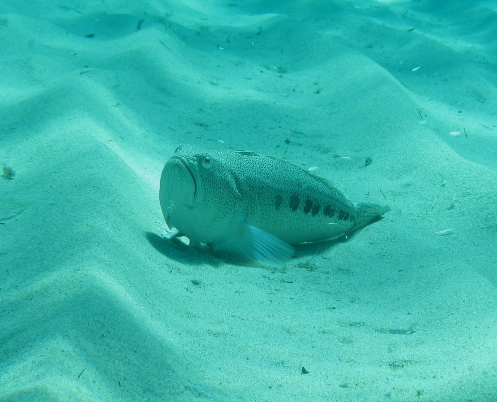 naturalista in tempo di pandemia