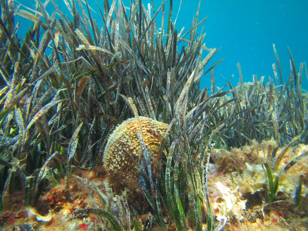 naturalista in tempo di pandemia