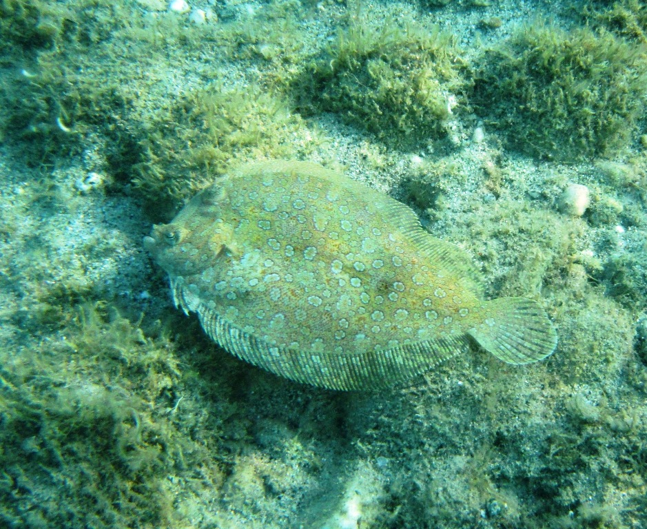 naturalista in tempo di pandemia