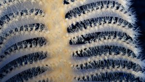 Conoscere il mare per difenderlo