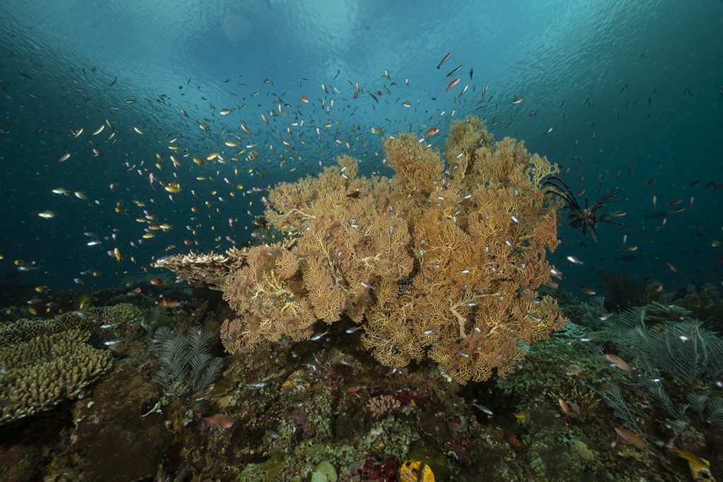immersioni in corrente drift diving