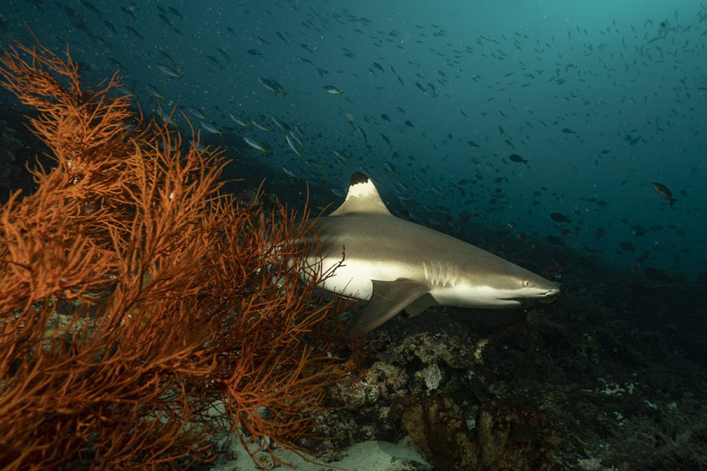 giornata mondiale dello squalo