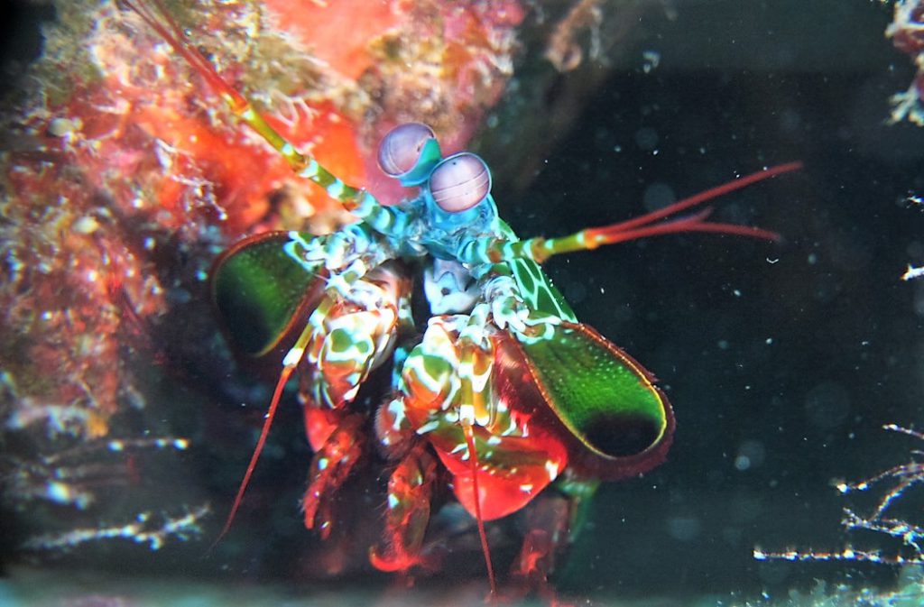 Un meraviglioso arcobaleno di cazzotti. The Peacock Mantis Shrimp  PARTE II