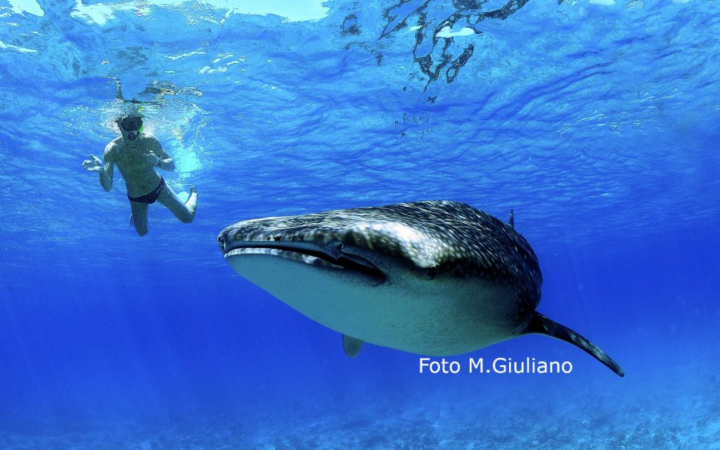 lo squalo balena- il gigante del mare