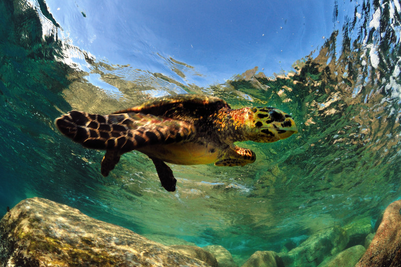 Piccoli snorkelisti crescono