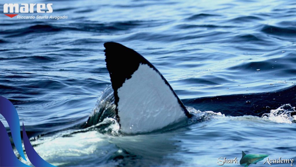 quiz squali scubaportal riconosci