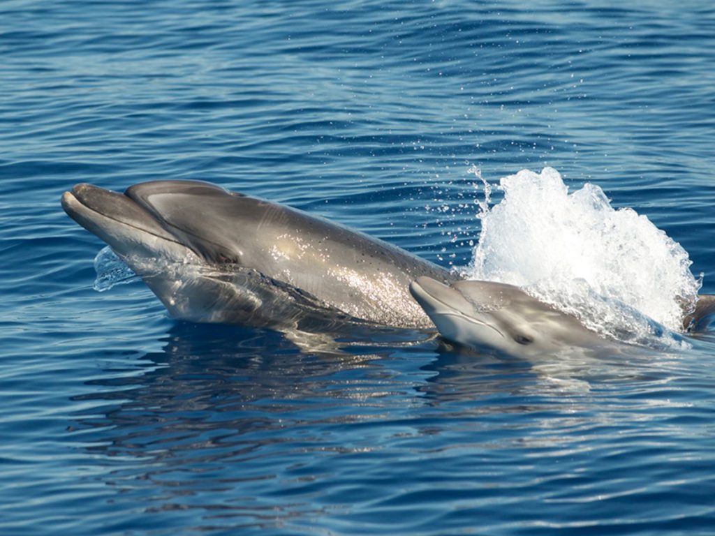 centro ricerca cetacei