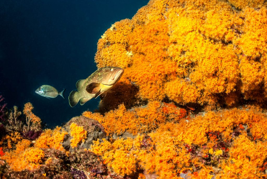 crociere sub in sicilia