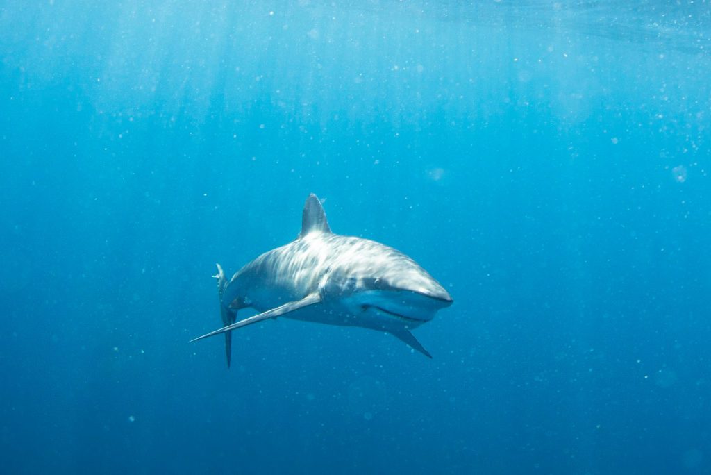 squalo nel mar di cortes