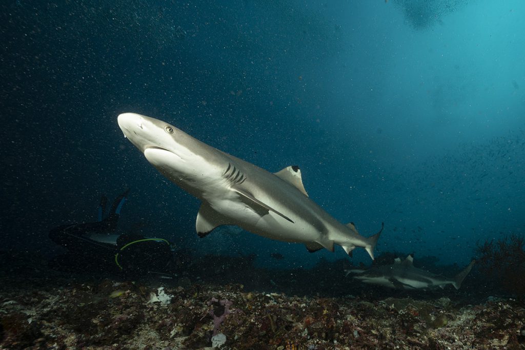 Hawaii vietato uccidere squalo