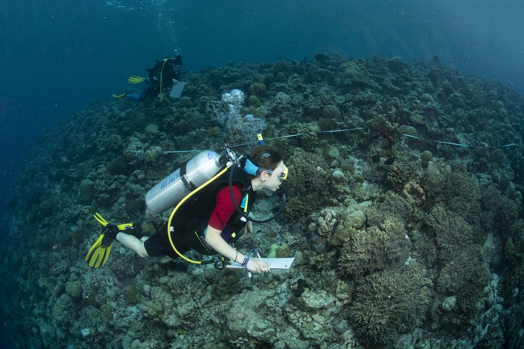 workshop pesci marini