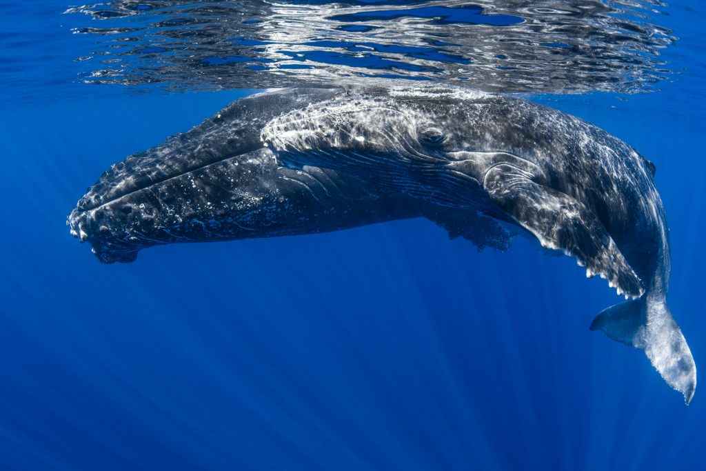 megattera a capo noli