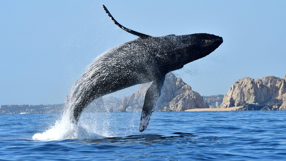 baja-california viaggio terra mare