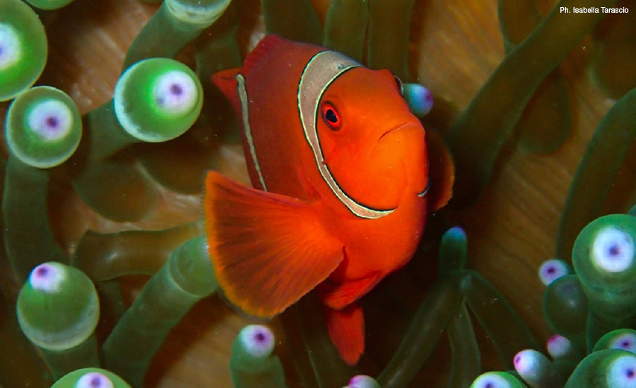 Pesce Eudi Neobrevetti