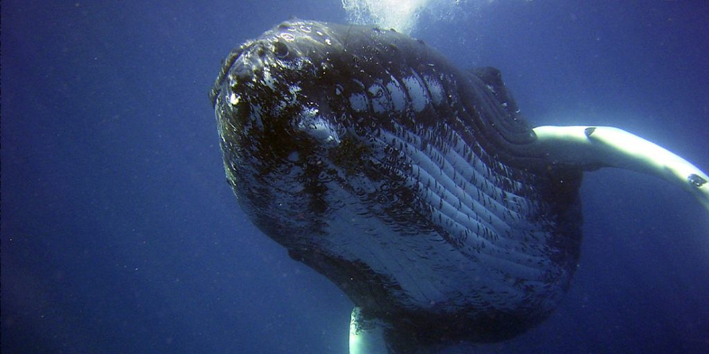 Immersione con balene e megattere
