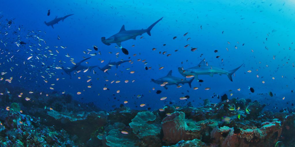 Barriera corallina isole spezie