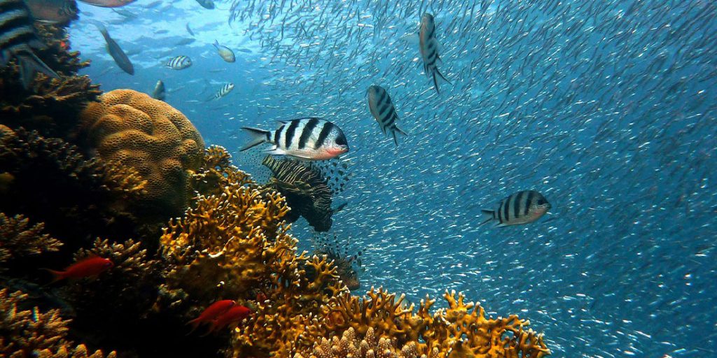 Fondale Marino barriera corallina