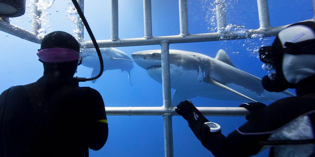 immersione sub in gabbia con squalo bianco