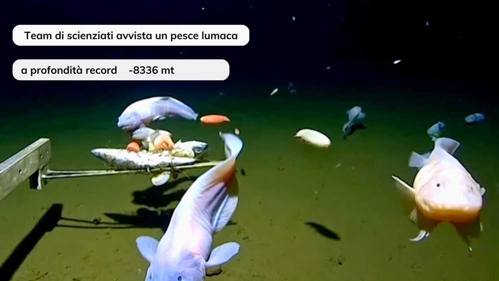 Rpesce record di profondità in giappone