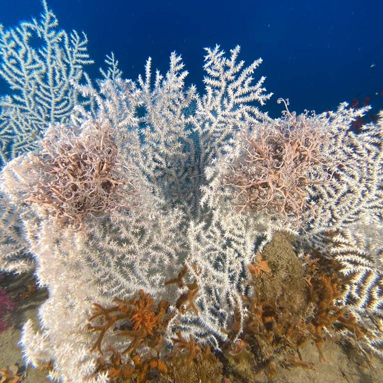 stella gorgonica in inverno