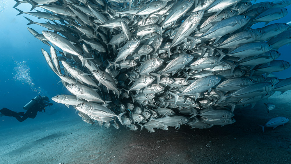 vacanze immersioni subacquee baja california