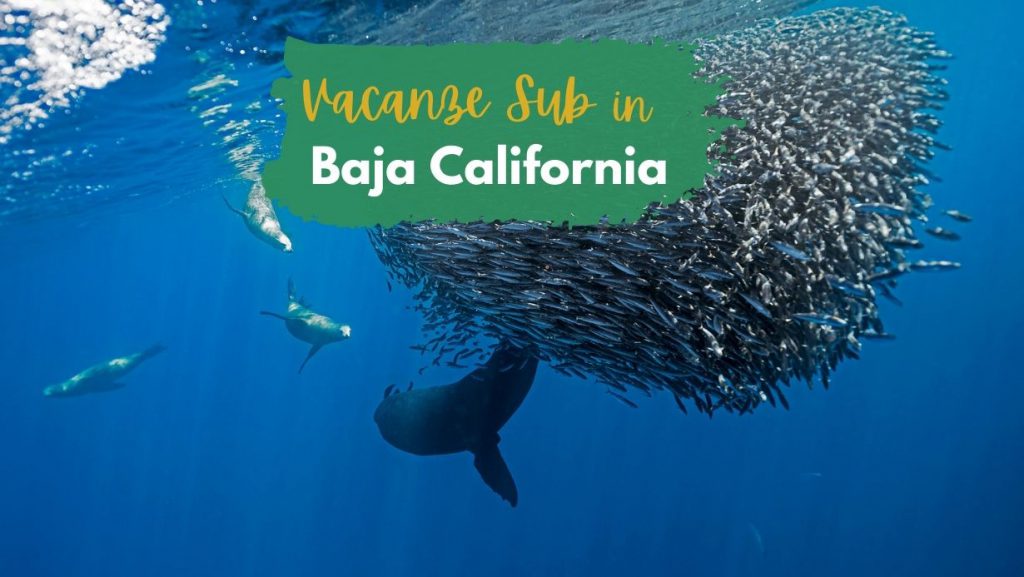 Vacanze subacque baja california